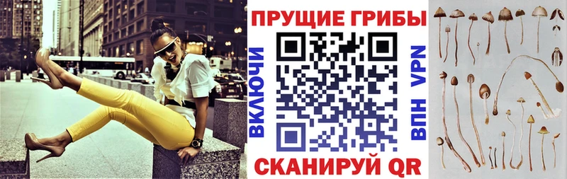 ОМГ ОМГ tor  Сальск  Галлюциногенные грибы прущие грибы  хочу наркоту 